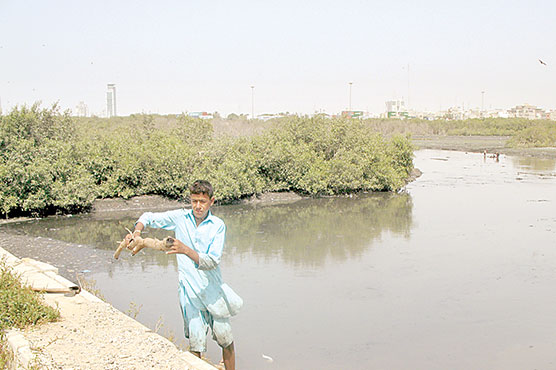 Plant drive image